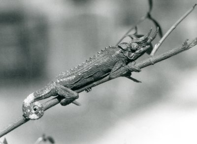 1926年8月、ロンドン動物園の支部を抱えるジャクソンカメレオン 作： Frederick William Bond