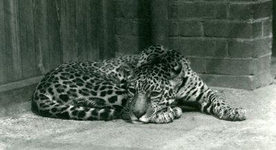 1924年6月にロンドン動物園で休んでいるジャガー 作： Frederick William Bond