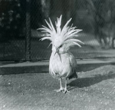 1921年6月にロンドン動物園で家紋の羽を展示したカグーまたはカグー 作： Frederick William Bond