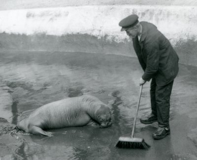 キーパーが1924年8月にロンドン動物園のセイウチのプールを一掃する 作： Frederick William Bond