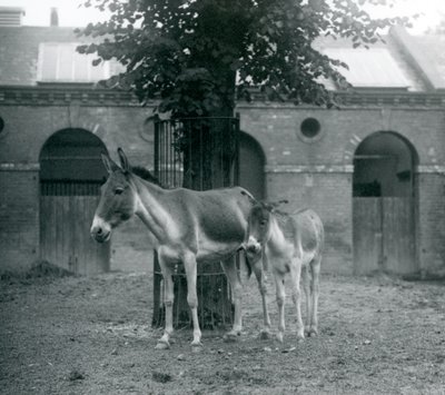 1927年8月、ロンドンの動物園のパドックのツリーの下に立っているKiangTibetan Wild AssKhyangGorkharとその子馬 作： Frederick William Bond