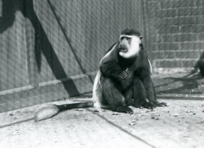 1925年7月にロンドン動物園の囲いの中に座っているキクユ白黒コロブスモンキー 作： Frederick William Bond
