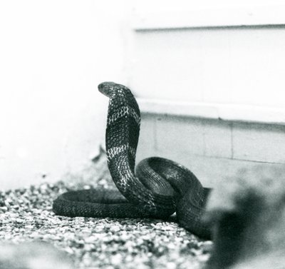 1925年10月、ロンドン動物園でのキングコブラハマドリアド 作： Frederick William Bond