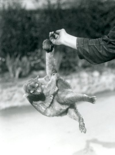 1925年9月、ロンドン動物園、その可愛らしい尻尾でキーパーの指から吊り下げられた金華城 作： Frederick William Bond