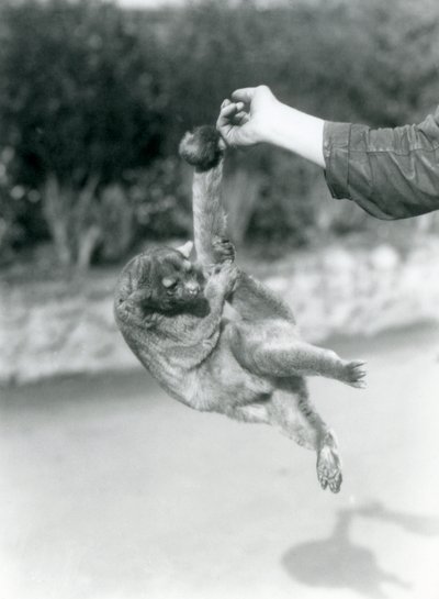 1925年9月、ロンドン動物園、その可愛らしい尻尾でキーパーの指から吊り下げられた金華城 作： Frederick William Bond