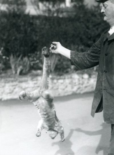 1925年9月、ロンドン動物園、その可愛らしい尻尾で、番人の指から逆さまに吊り下げられた金華城 作： Frederick William Bond