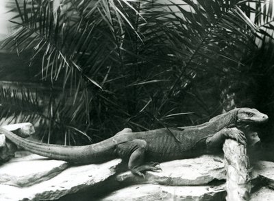 1927年6月にロンドン動物園で首を休め、ログに対抗する前腕のコモドDragonMonitor 作： Frederick William Bond