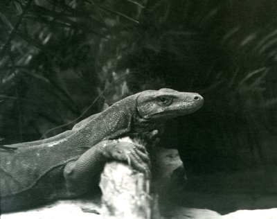 1927年6月にロンドン動物園で首を休め、ログに対抗する前腕のコモドDragonMonitor 作： Frederick William Bond
