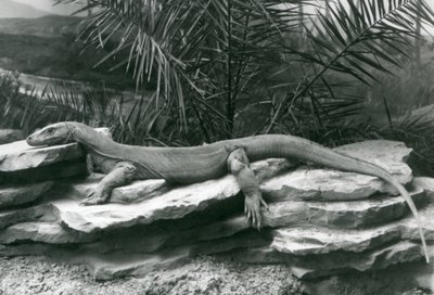 1927年にロンドン動物園の岩壁で休んでいるコモドDragonMonitor 作： Frederick William Bond