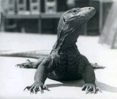 ロンドン動物園のコモドドラゴン、1928年8月 作： Frederick William Bond