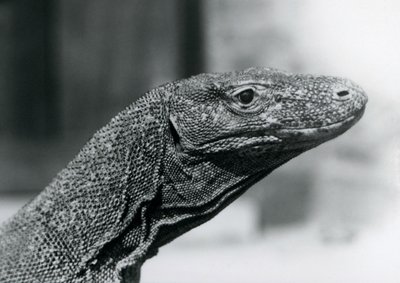 1928年8月、ロンドン動物園のコモド・ドラゴン（モノクロ写真 作： Frederick William Bond