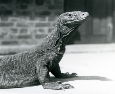 1928年8月、ロンドン動物園のコモド・ドラゴン（モノクロ写真 作： Frederick William Bond