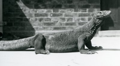 1928年8月、ロンドン動物園のコモド・ドラゴン（モノクロ写真 作： Frederick William Bond