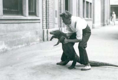 1928年8月、ロンドン動物園の飼育員が後ろ足で支えているコモドドラゴン（モノクロ写真 作： Frederick William Bond