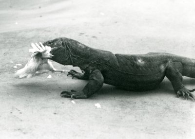 鶏を食べるコモドドラゴン（ロンドン動物園 作： Frederick William Bond
