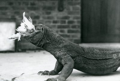 ロンドン動物園で鶏を食べるコモド・ドラゴン 1928年8月（モノクロ写真 作： Frederick William Bond