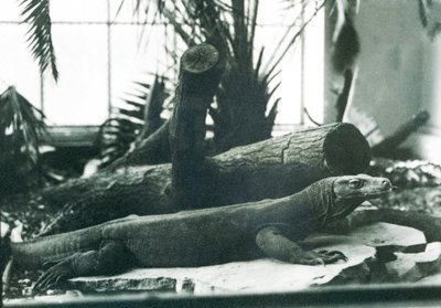 1928年8月、ロンドン動物園の爬虫類館に展示されたコモドドラゴン（モノクロ写真 作： Frederick William Bond