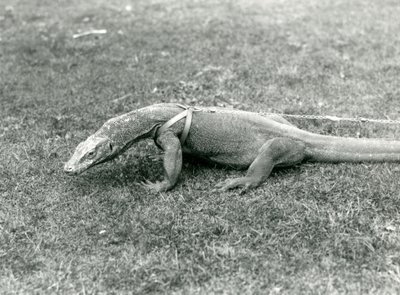 ハーネスとリードをつけて芝生の上を散歩するコモドドラゴン（モノクロ写真 作： Frederick William Bond