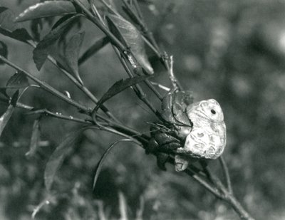 小枝に登る陸生のヤドカリ（ロンドン動物園 作： Frederick William Bond