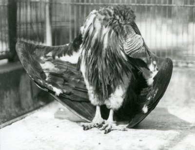 囲いの床に立って羽繕いをするハゲタカ（ロンドン動物園 作： Frederick William Bond