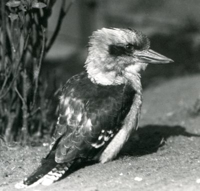 1925年4月にロンドン動物園で笑うクッカバラ 作： Frederick William Bond