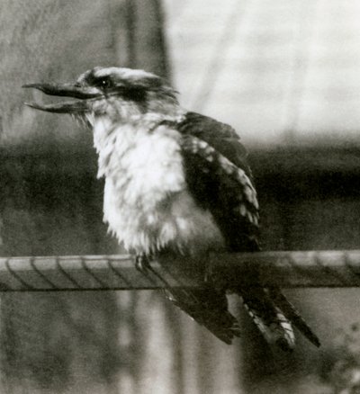 1924年10月にロンドン動物園で笑うクッカバラ 作： Frederick William Bond