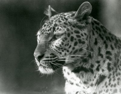 1930年、ロンドン動物園のヒョウ（モノクロ写真 作： Frederick William Bond