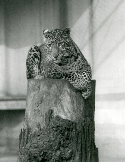 木の切り株の上に横たわるヒョウ（ロンドン動物園 作： Frederick William Bond