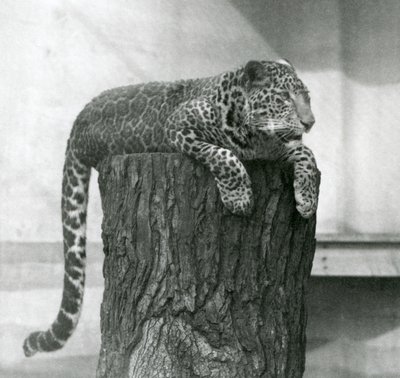 木の切り株の上に横たわり、後ろに尻尾を垂らしているヒョウ（ロンドン動物園 作： Frederick William Bond