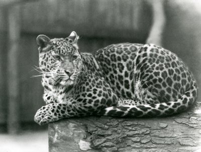 1929年、ロンドン動物園の丸太の上で休むヒョウ（モノクロ写真 作： Frederick William Bond