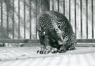 1927年にロンドンの動物園で脚を手入れしている囲いの中に座っているヒョウ 作： Frederick William Bond