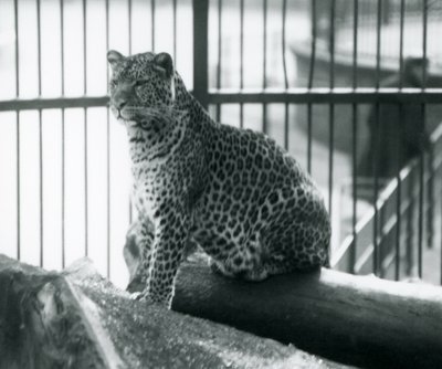 1925年9月、ロンドン動物園の囲いの丸太に座っているヒョウ 作： Frederick William Bond