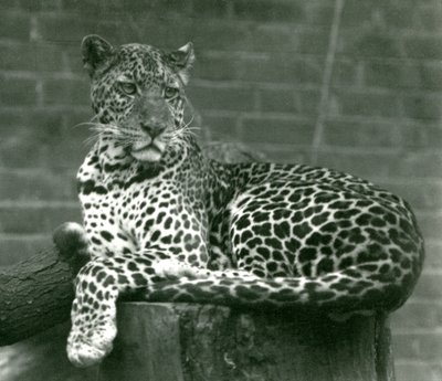 1924年にロンドン動物園で木の切り株に座っているヒョウ 作： Frederick William Bond