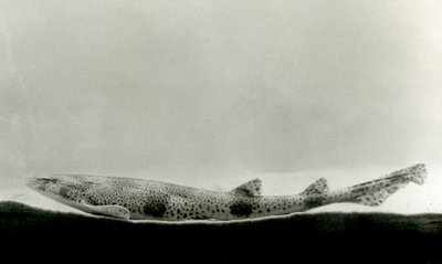 1924年にロンドン動物園で発見されたあまり見られないイヌ 作： Frederick William Bond