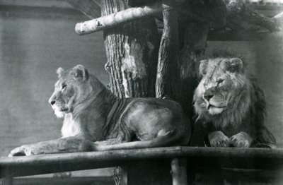 1929年、ロンドン動物園の囲いの中で、高い台の上で休むライオンと雌ライオン（モノクロ写真 作： Frederick William Bond