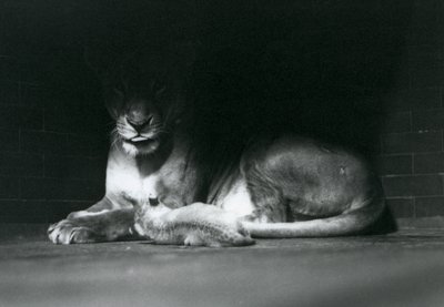 1925年10月にロンドン動物園で飼育室の後ろの影に母親と一緒に横たわっているライオンの子 作： Frederick William Bond