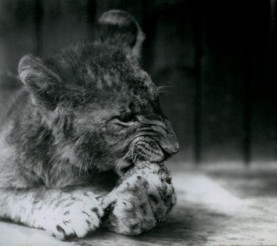 1927年にZSLロンドン動物園で給餌するライオンの子 作： Frederick William Bond