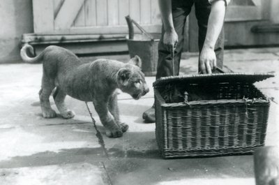 1925年9月、ロンドン動物園で飼育係が開いている籐のバスケットで虎の子を見ているライオンの子 作： Frederick William Bond