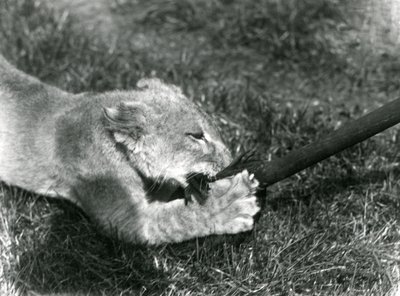 1925年9月、ロンドン動物園のデンの前の芝生で、飼育係が保持しているモップで遊ぶライオンの子 作： Frederick William Bond