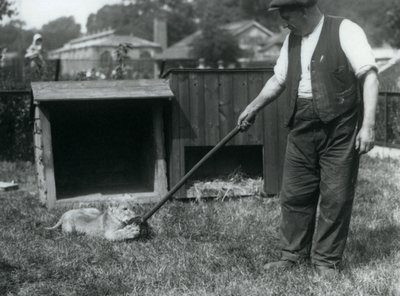 1925年9月、ロンドン動物園のデンの前の芝生で、飼育係が保持しているモップで遊ぶライオンの子 作： Frederick William Bond