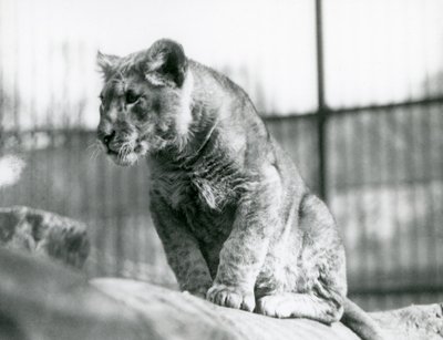 1923年7月に動物園で生まれたライオンの子、1924年7月、ロンドン動物園 作： Frederick William Bond