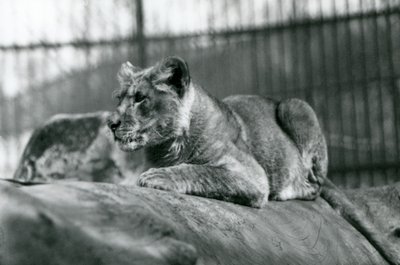 1923年7月に動物園で生まれたライオンの子、1924年7月、ロンドン動物園 作： Frederick William Bond