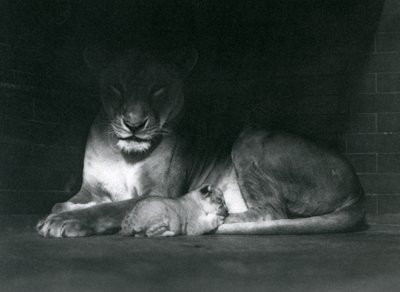 1925年10月、ロンドン動物園の囲いの後ろの影に横たわる雌ライオンと子 作： Frederick William Bond