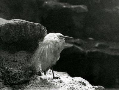 岩の間で休むコサギ（1930年、ロンドン動物園にて）（モノクロ写真 作： Frederick William Bond