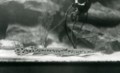 Longnose gar、またはNeedlenose gar、ロンドン動物園、1924年 作： Frederick William Bond