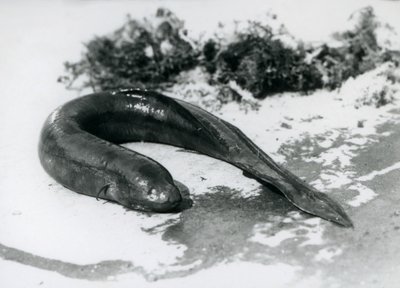 1928年9月にロンドン動物園で水泳をして休んでいる肺魚 作： Frederick William Bond