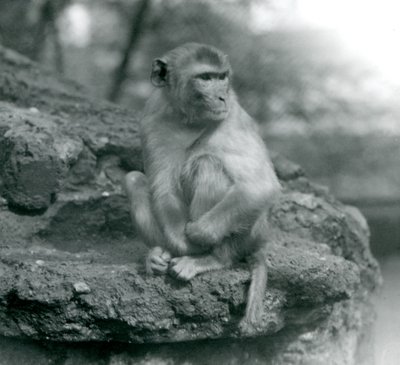 1924年にロンドン動物園の岩の上に座っているサル 作： Frederick William Bond