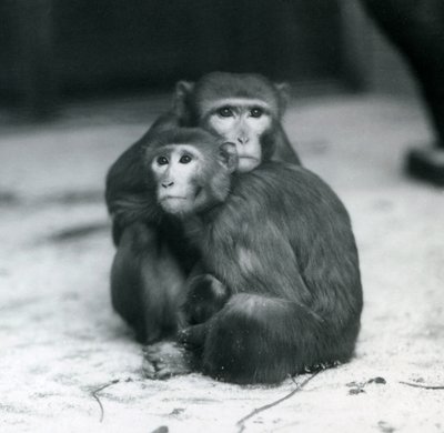 囲いの床に仲良く座るマカクとその赤ちゃん（ロンドン動物園 作： Frederick William Bond