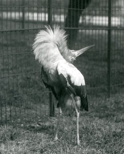 1925年7月、ロンドン動物園でアップダウンディスプレイを行うコウノトリコウノトリ 作： Frederick William Bond