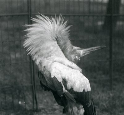 1925年7月、ロンドン動物園でアップダウンディスプレイを行うコウノトリコウノトリ 作： Frederick William Bond